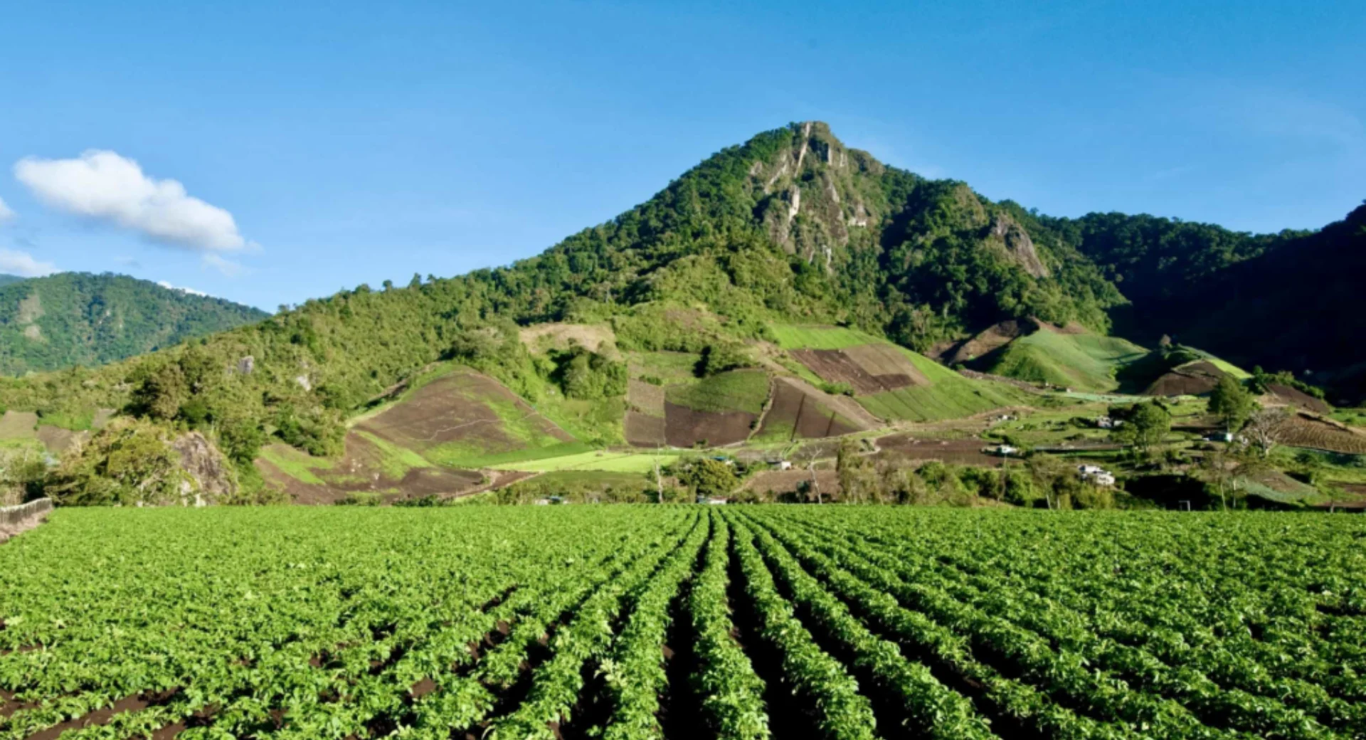 Fondo-Coffee-Farm-Resort-1.webp