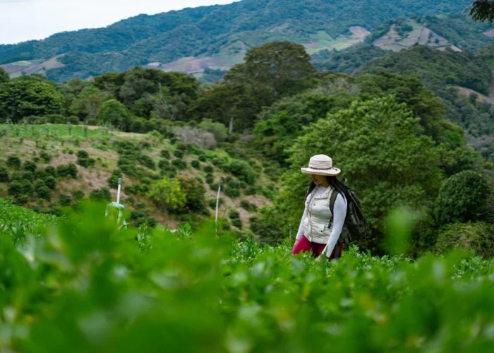 Tour-Coffee-Farm-Resort-7.webp