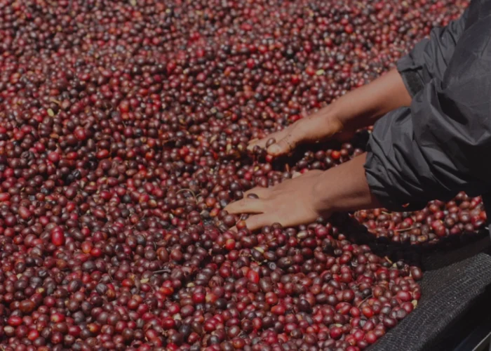 Tour-Coffee-Farm-Resort-8.webp